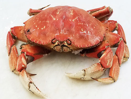 Fresh Shell Fish Lobster Crabs flown into Kalispell and Flathead Valley
